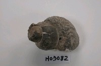 藏品(螺類化石(內模))的圖片